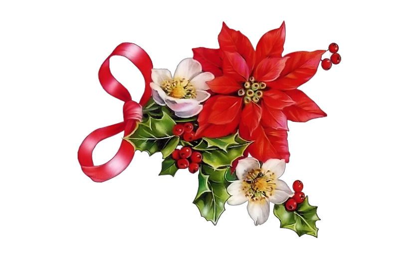 christmas flower