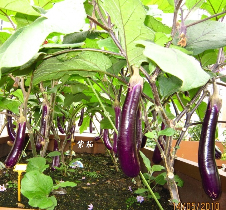 紫茄