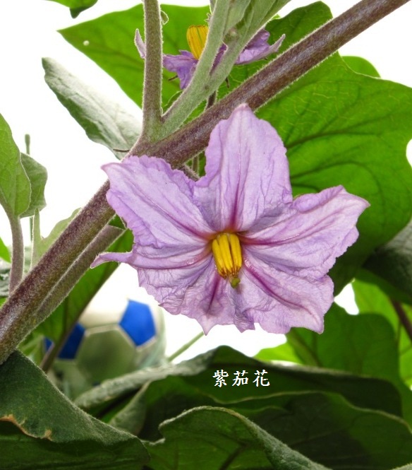 紫茄花